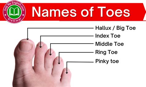 toes pictures|what is big toe called.